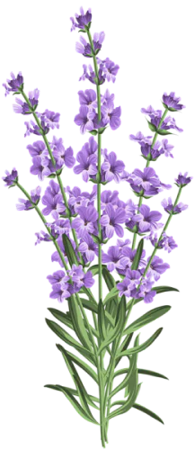 lavender