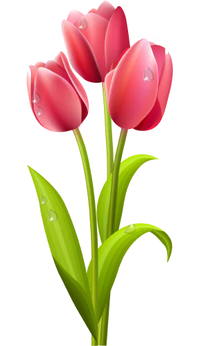 Tulip Class